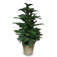 ARAUCARIA ÇAM