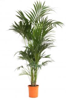 KENTIA ( ORTA )
